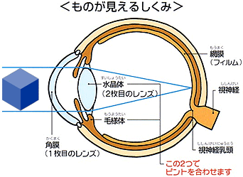 ものが見えるしくみ